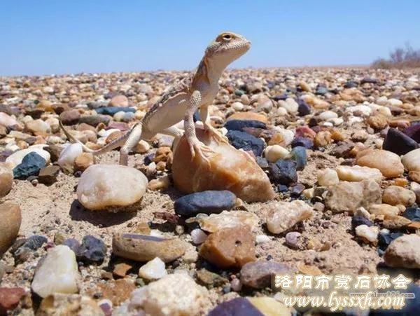 石友，家里最好的石头不要轻易出手，卖了，也就出局了！