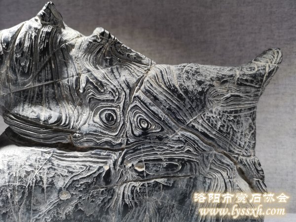 300余块“会说话的石头”亮相徐州观象博物馆