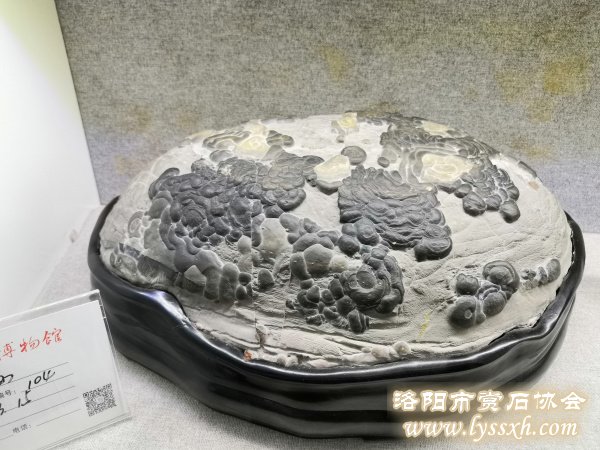徐州老石友藏品联展上精品珍珠灵璧石
