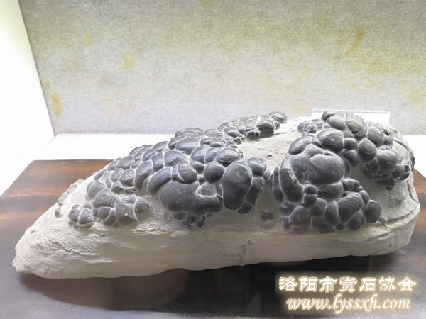 徐州老石友藏品联展上精品珍珠灵璧石
