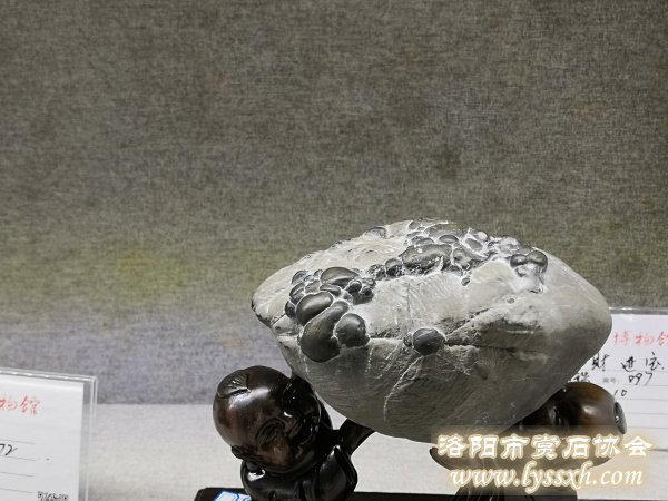 徐州老石友藏品联展上精品珍珠灵璧石