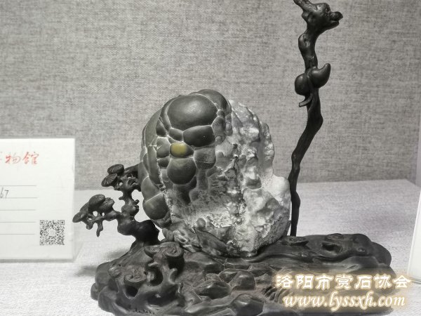 徐州老石友藏品联展上精品珍珠灵璧石