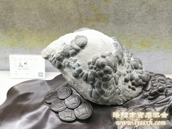 徐州老石友藏品联展上精品珍珠灵璧石
