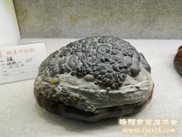 徐州老石友藏品联展上精品珍珠灵璧石