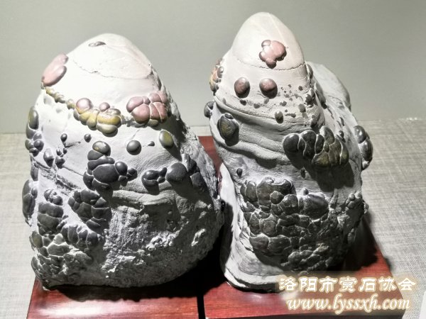 徐州老石友藏品联展上精品珍珠灵璧石