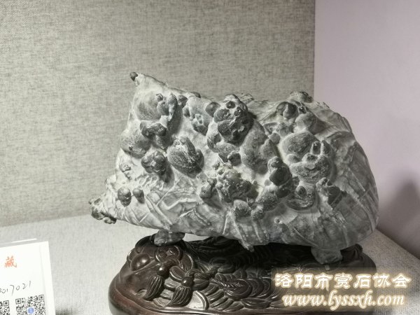 徐州老石友藏品联展上精品珍珠灵璧石
