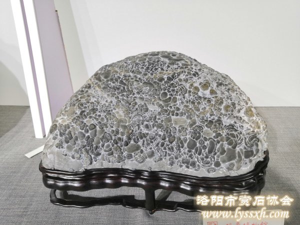 徐州老石友藏品联展上精品珍珠灵璧石