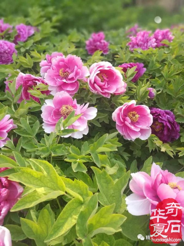观国色牡丹，学专业知识 图