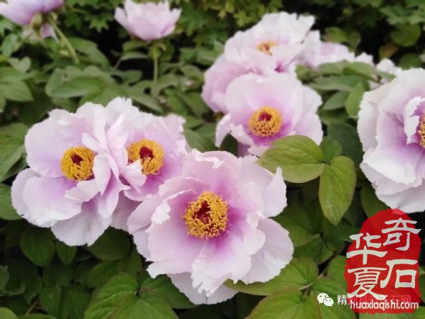 观国色牡丹，学专业知识 图