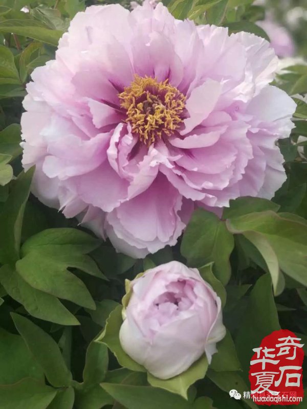 观国色牡丹，学专业知识 图