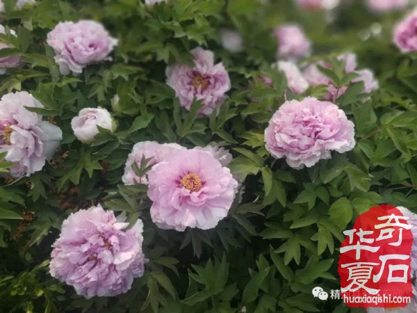 观国色牡丹，学专业知识 图