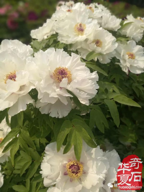 观国色牡丹，学专业知识 图