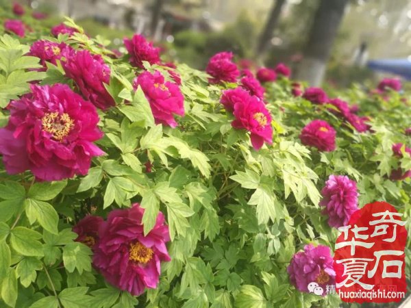 观国色牡丹，学专业知识 图
