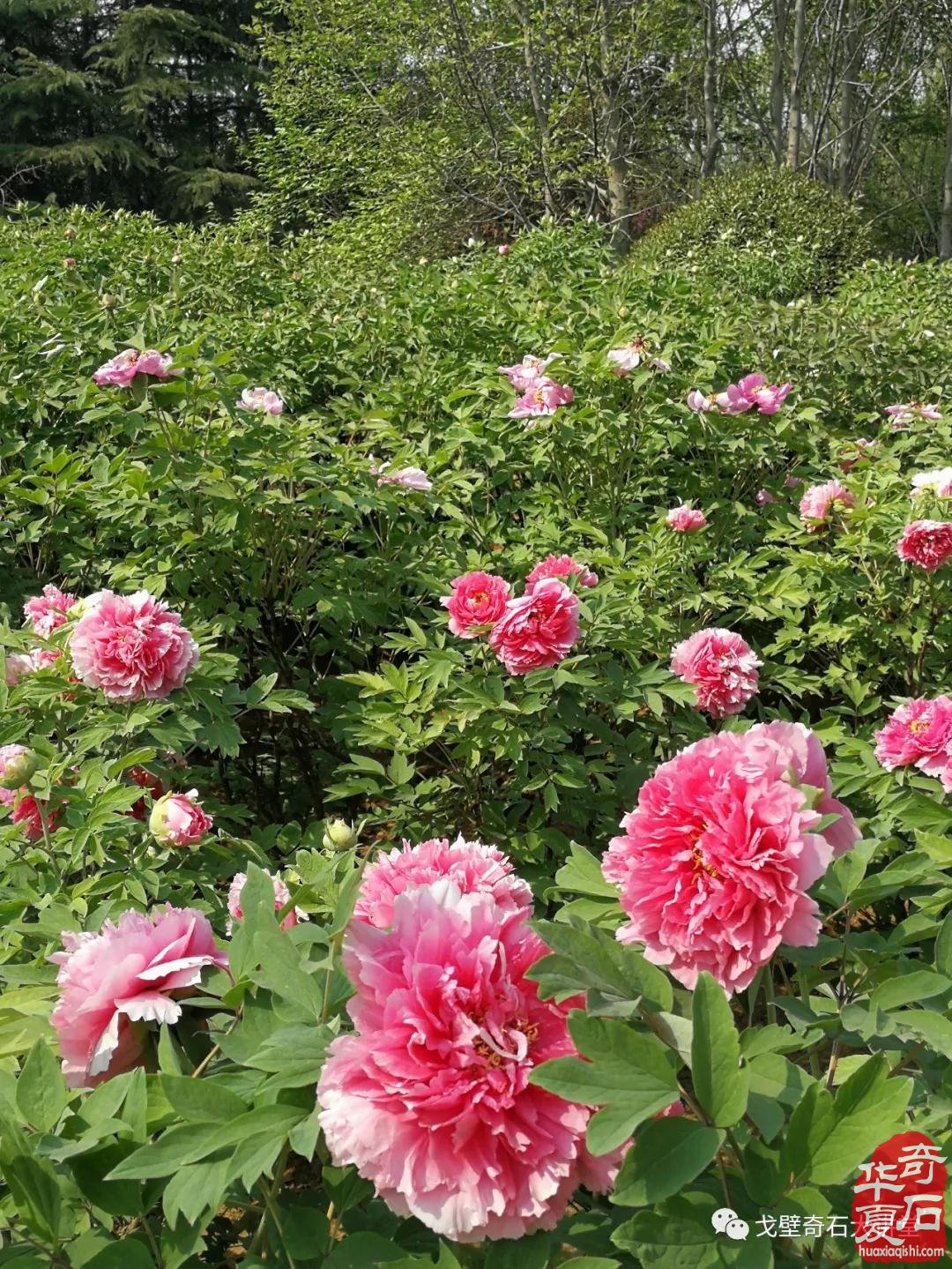 中韩石友洛阳叙旧 花开富贵牡丹争艳！
