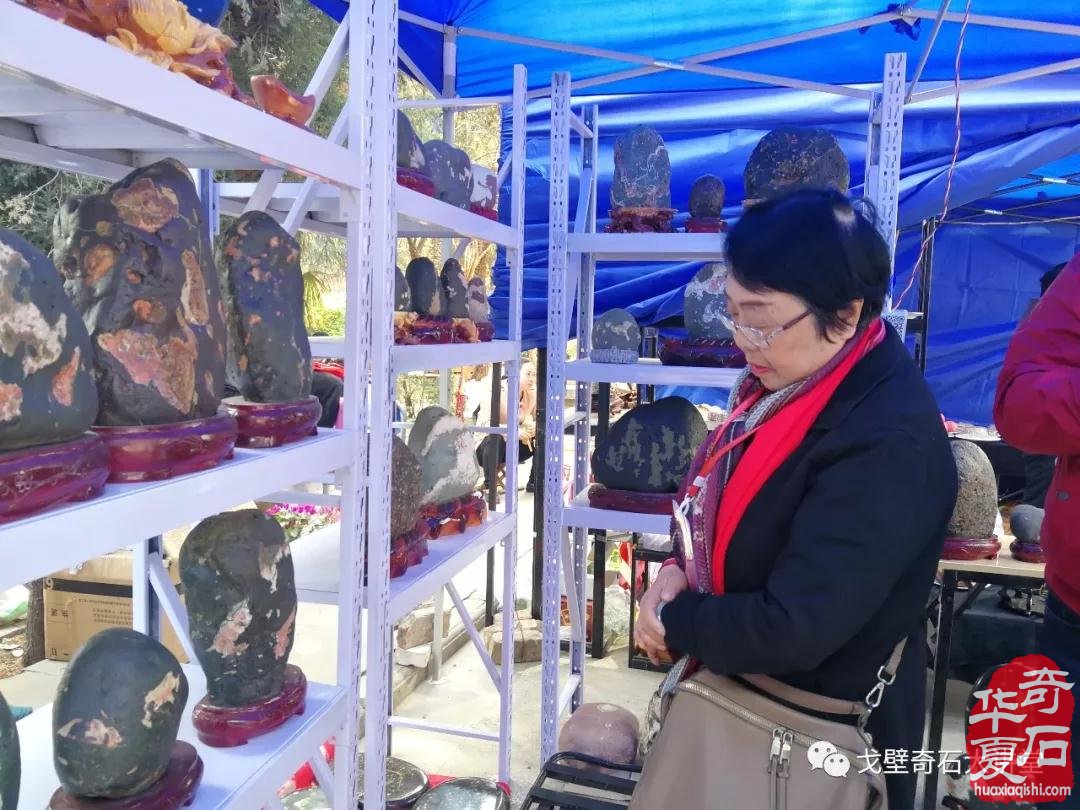 中韩石友洛阳叙旧 花开富贵牡丹争艳！