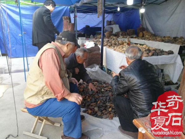 中韩石友洛阳叙旧 花开富贵牡丹争艳！