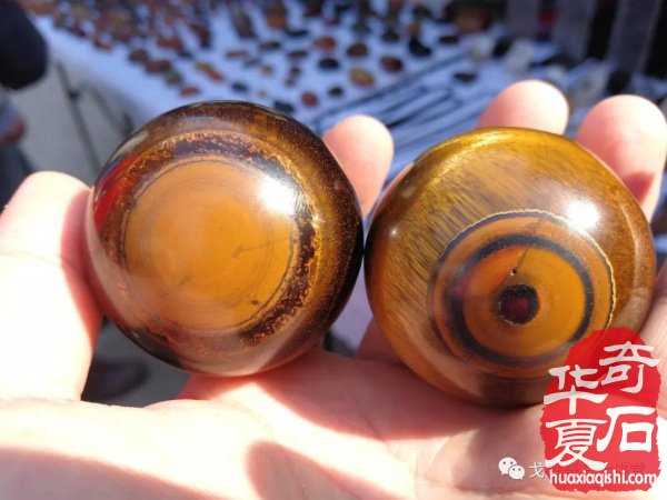 中韩石友洛阳叙旧 花开富贵牡丹争艳！