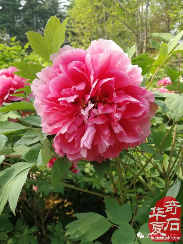 中韩石友洛阳叙旧 花开富贵牡丹争艳！