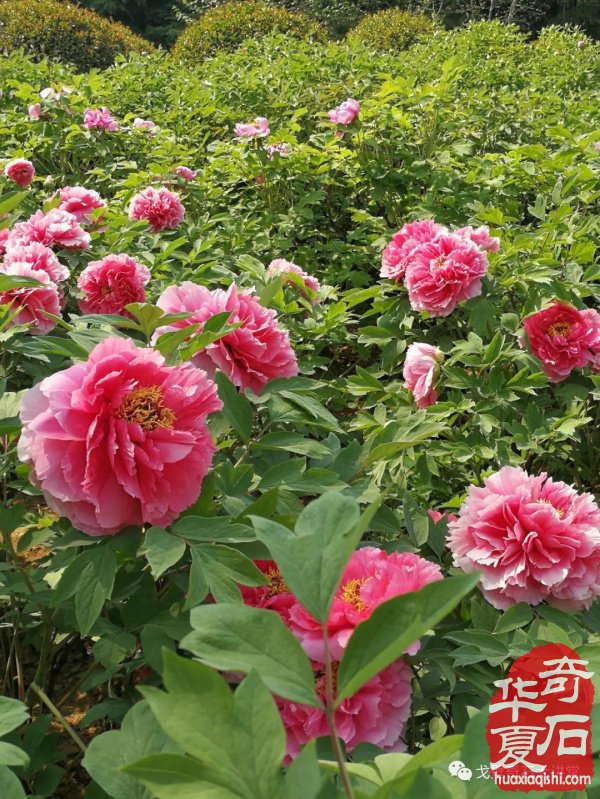 中韩石友洛阳叙旧 花开富贵牡丹争艳！