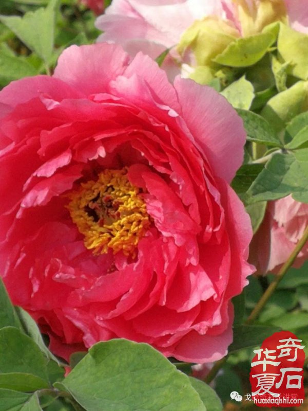 中韩石友洛阳叙旧 花开富贵牡丹争艳！