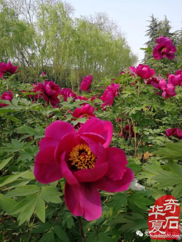 中韩石友洛阳叙旧 花开富贵牡丹争艳！