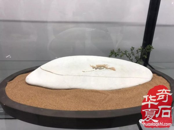 画面石常山海峡两岸赏石文化交流展上争奇斗艳