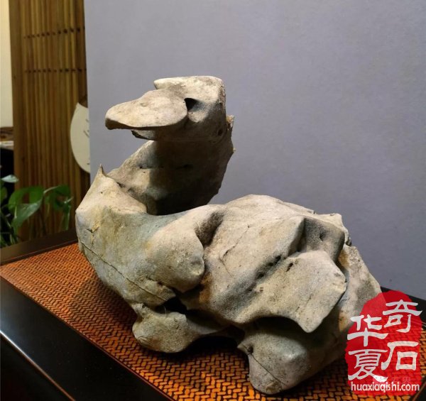 银川石展|十里河奇石花卉城送展作品