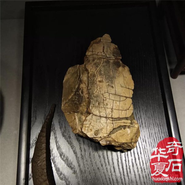 银川石展|十里河奇石花卉城送展作品