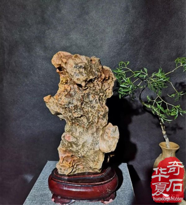 银川石展|十里河奇石花卉城送展作品