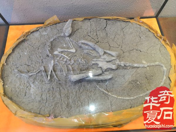 河南第一家校园地质赏石博物馆落户郑州高新区实验中学