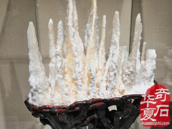 河南第一家校园地质赏石博物馆落户郑州高新区实验中学