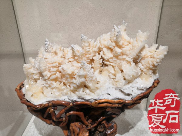 河南第一家校园地质赏石博物馆落户郑州高新区实验中学