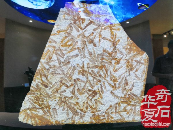 河南第一家校园地质赏石博物馆落户郑州高新区实验中学