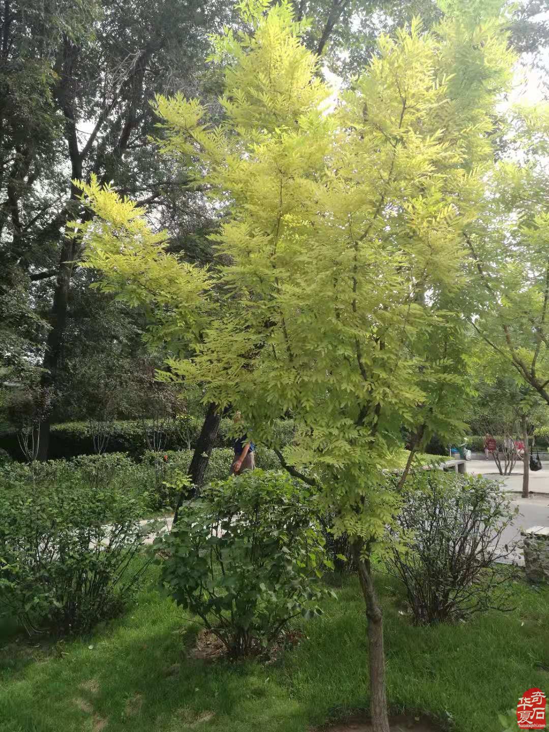 秋色关不住