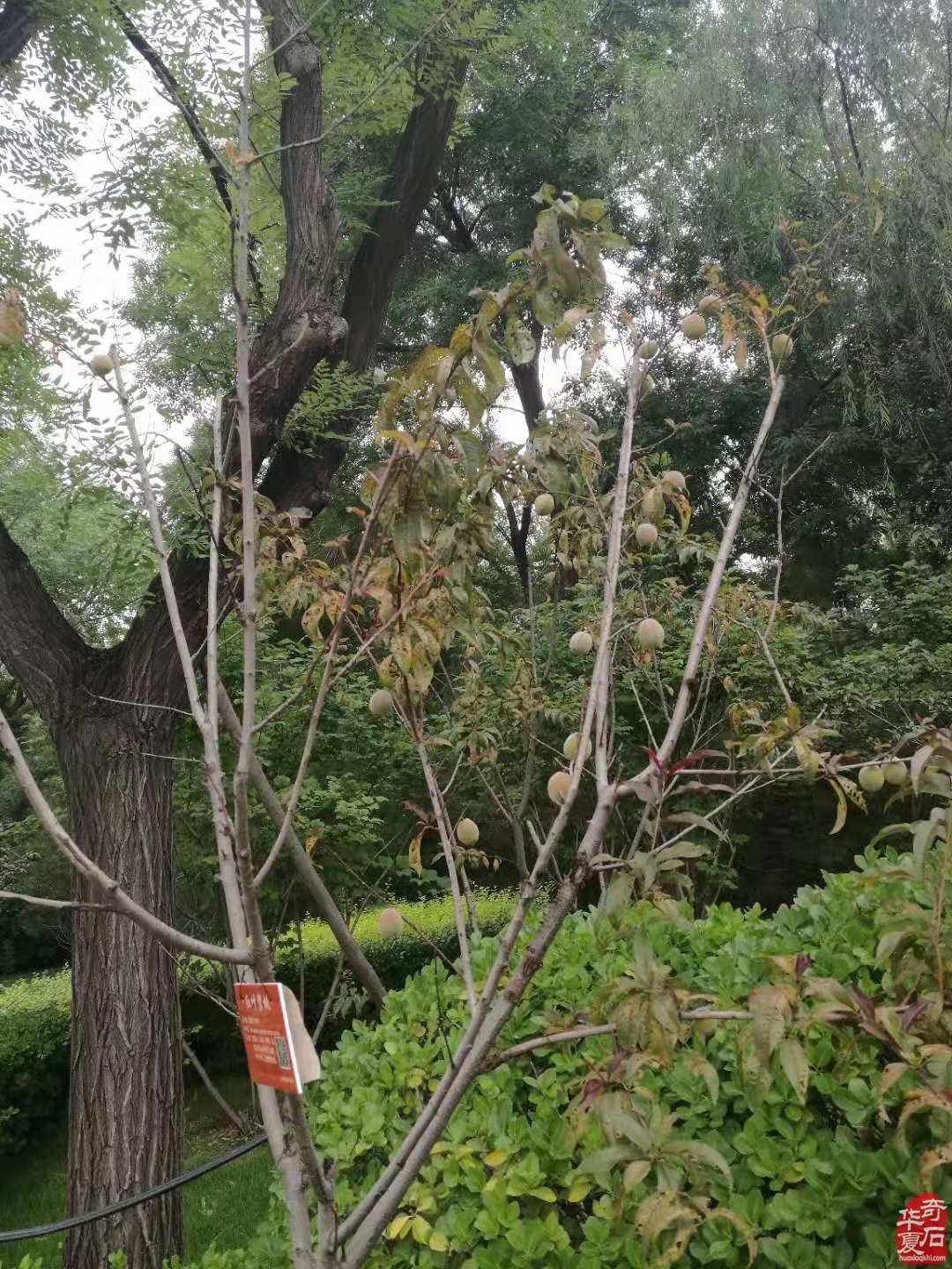 秋色关不住