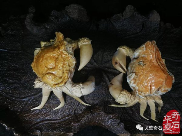 石商，多历练谨防鸡飞蛋打 图