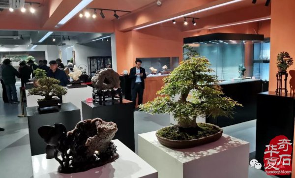 上海展：海派赏石与精美盆景的完美结合