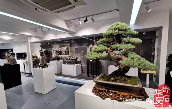 上海展：海派赏石与精美盆景的完美结合