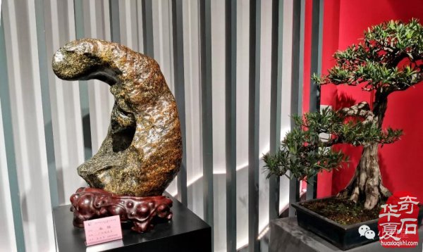 上海展：海派赏石与精美盆景的完美结合