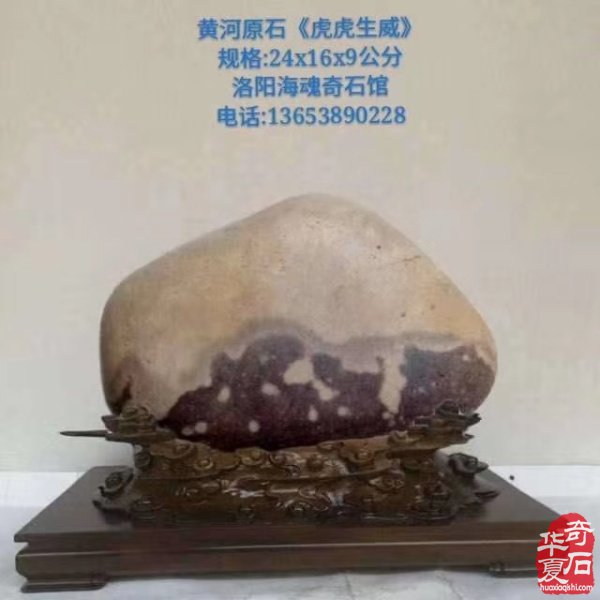 欣赏洛阳资深玩家胡志安收藏的河洛石 图