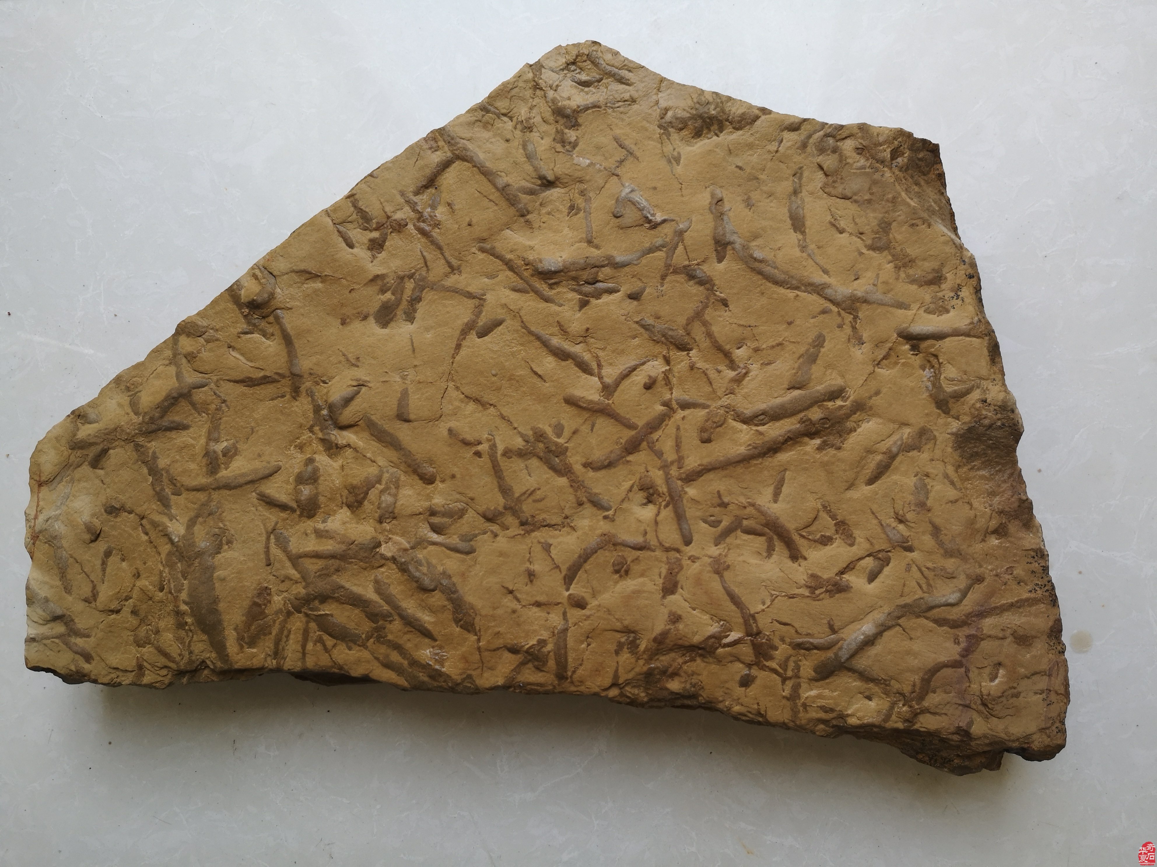 抗击疫情使我们强烈地感觉到——生命的可贵