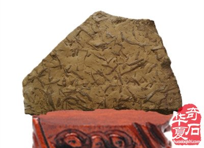 抗击疫情使我们强烈地感觉到——生命的可贵