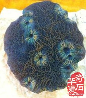 戈壁遗珍一一筋脉石 （组图）