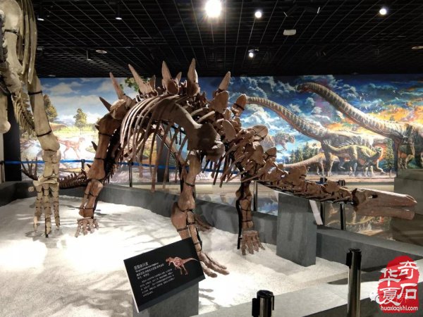 第51个地球日宣传活动，中国观赏石协会为“观赏石代言“