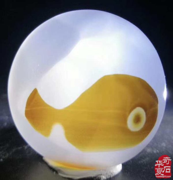 《海洋玉髓一一鱼翔浅底》(鱼儿版)