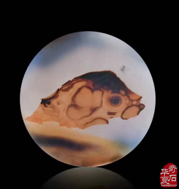 《海洋玉髓一一鱼翔浅底》(鱼儿版)