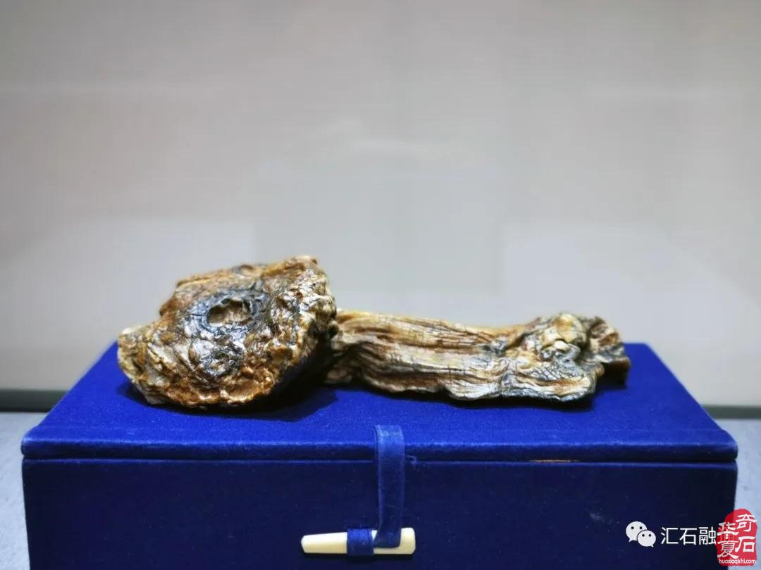 海派赏石有大动作 杜海鸥致辞研修班开班