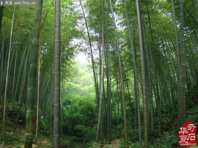 每日一石：欣赏长江草花石《板桥遗墨》 图