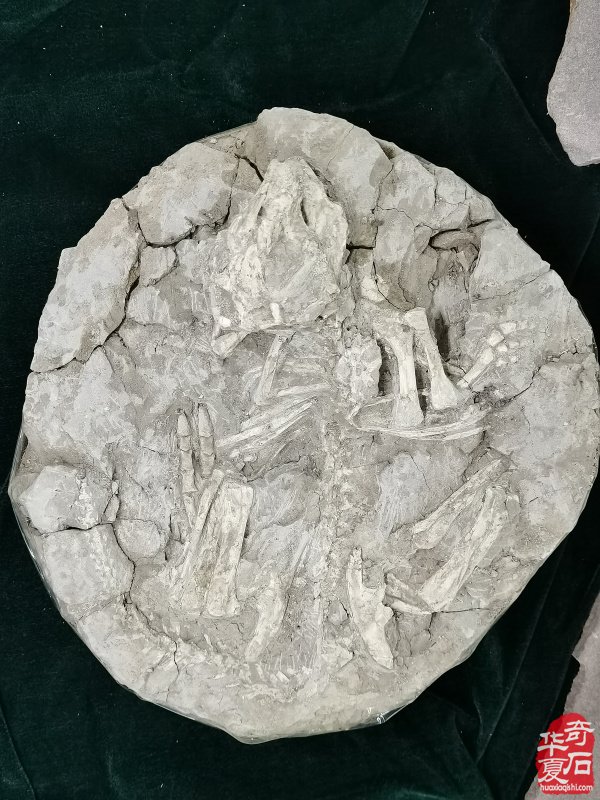 第二站 河南省观赏石协会回访团到访丰宁 图