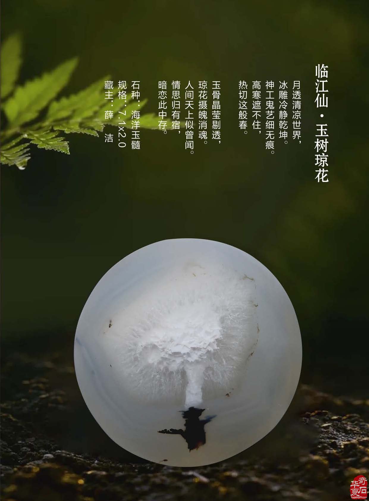 《于公赏石》倾力助推重庆万石博览会 图